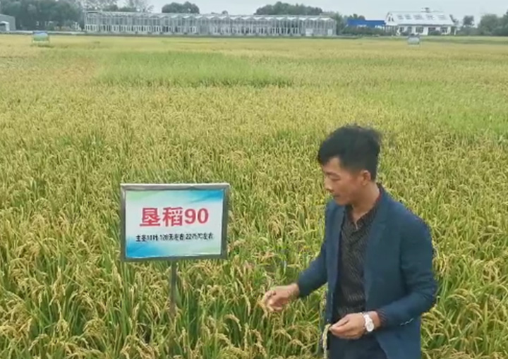 省農(nóng)科院試驗(yàn)田里的墾稻90