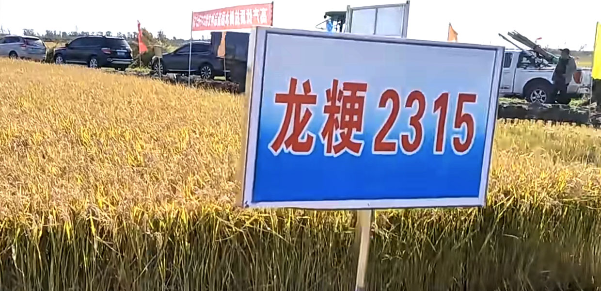 龍粳2315